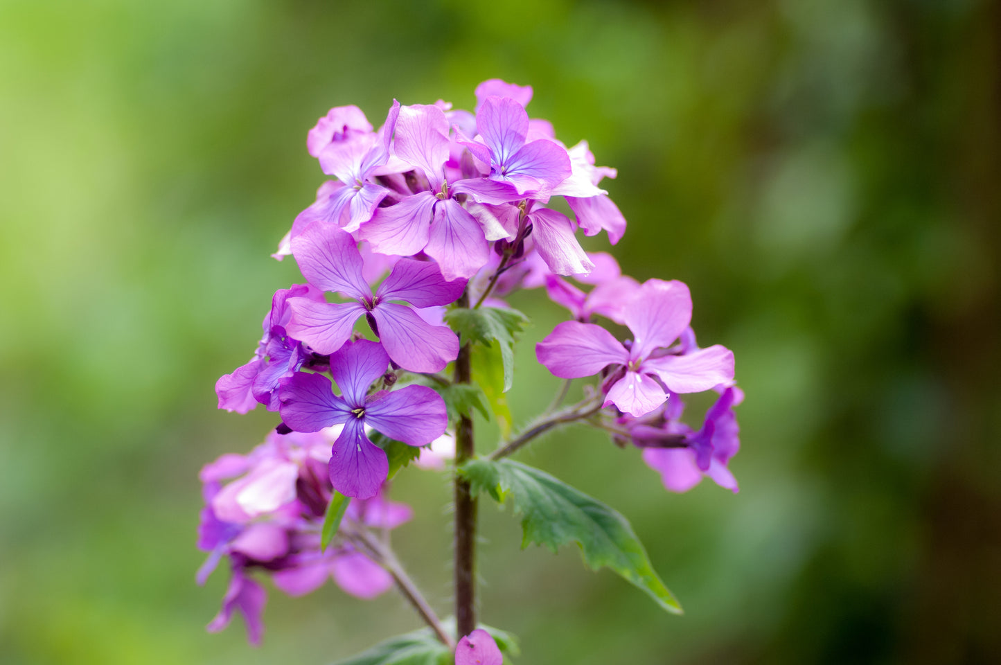 Honesty Mixed Seeds