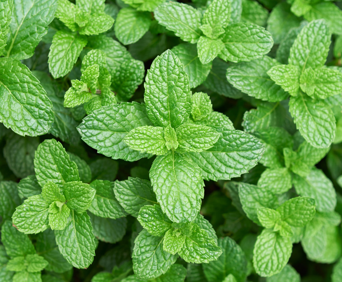 How to Grow Mint from Seed