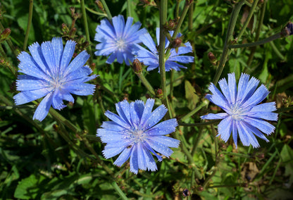Wild Flower Chicory Cichorium Intybus Seeds