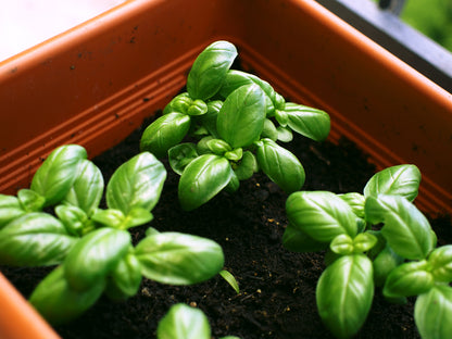 Organic Basil Classic Italian Seeds