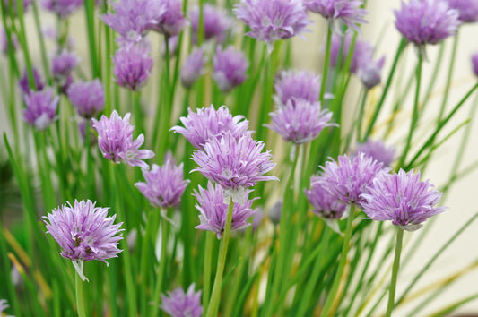Chives Medium Leaved - Allium schoenoprasum Seeds