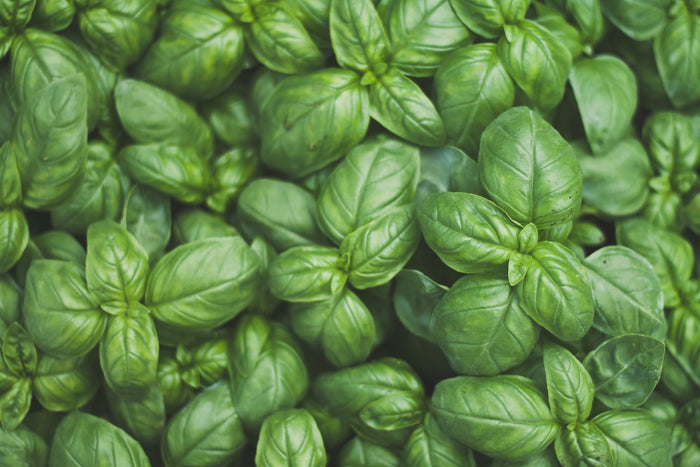 Basil Sweet Genovese Seeds