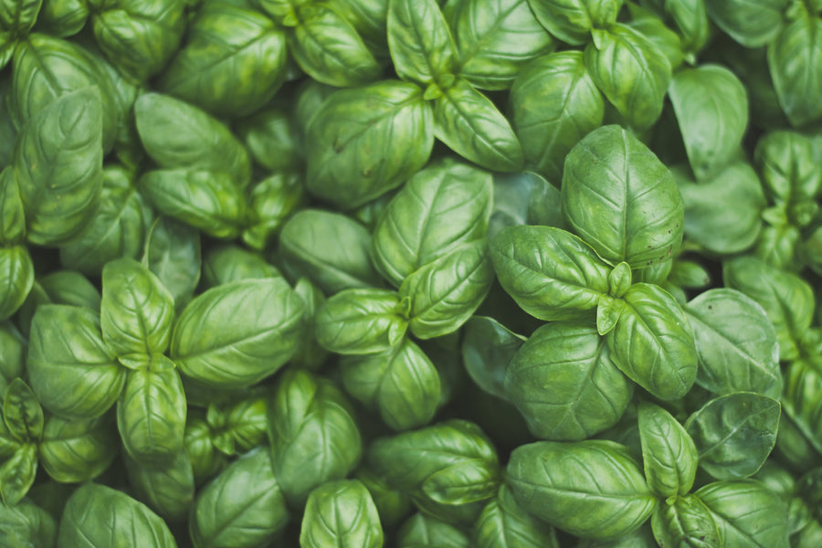 Basil Sweet Genovese Seeds