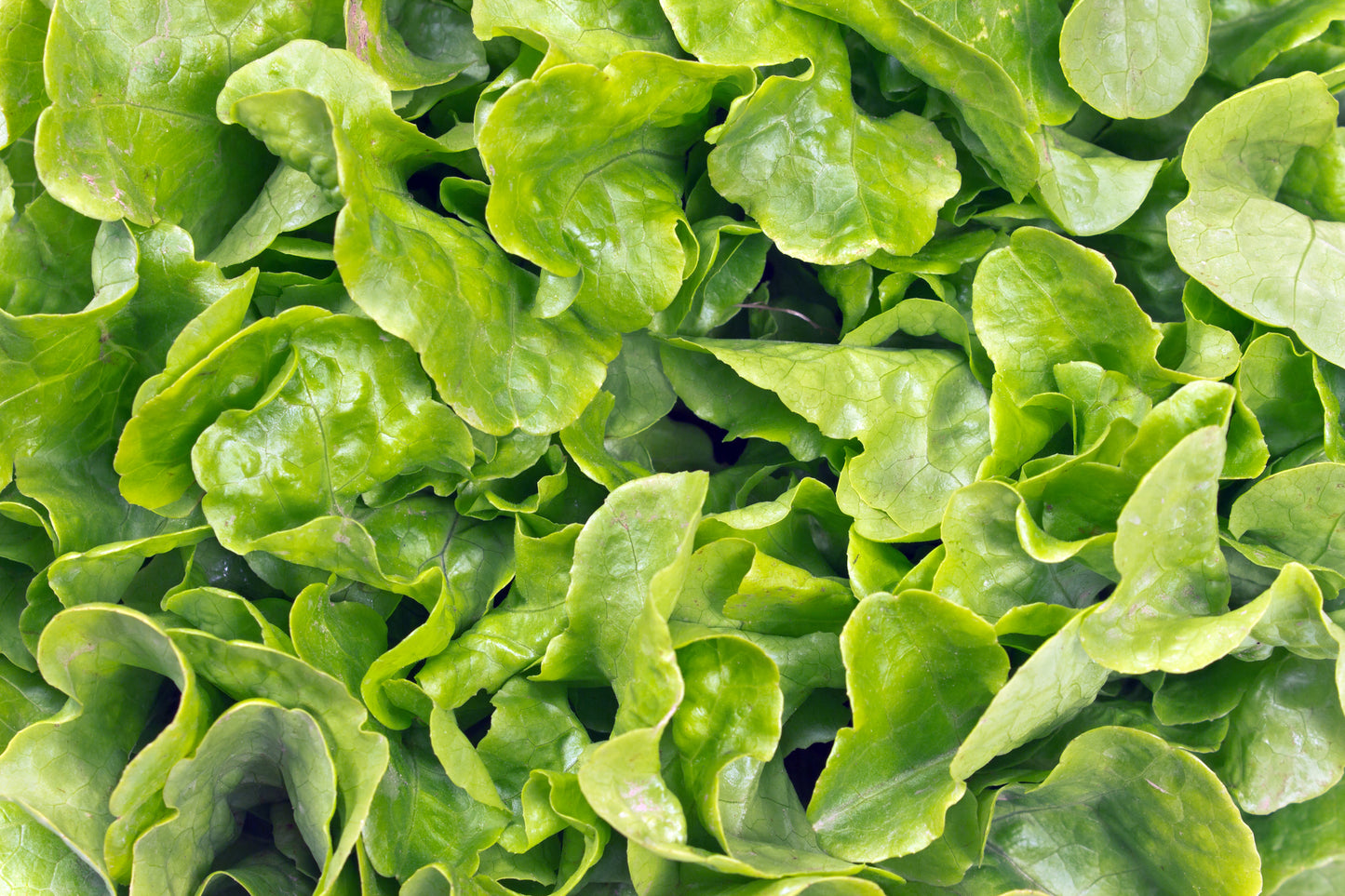 Lettuce Winter Arctic King Seeds