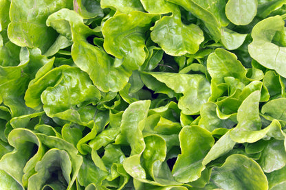 Lettuce Winter Arctic King Seeds