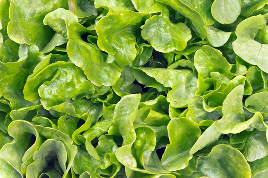 Lettuce Winter Arctic King Seeds