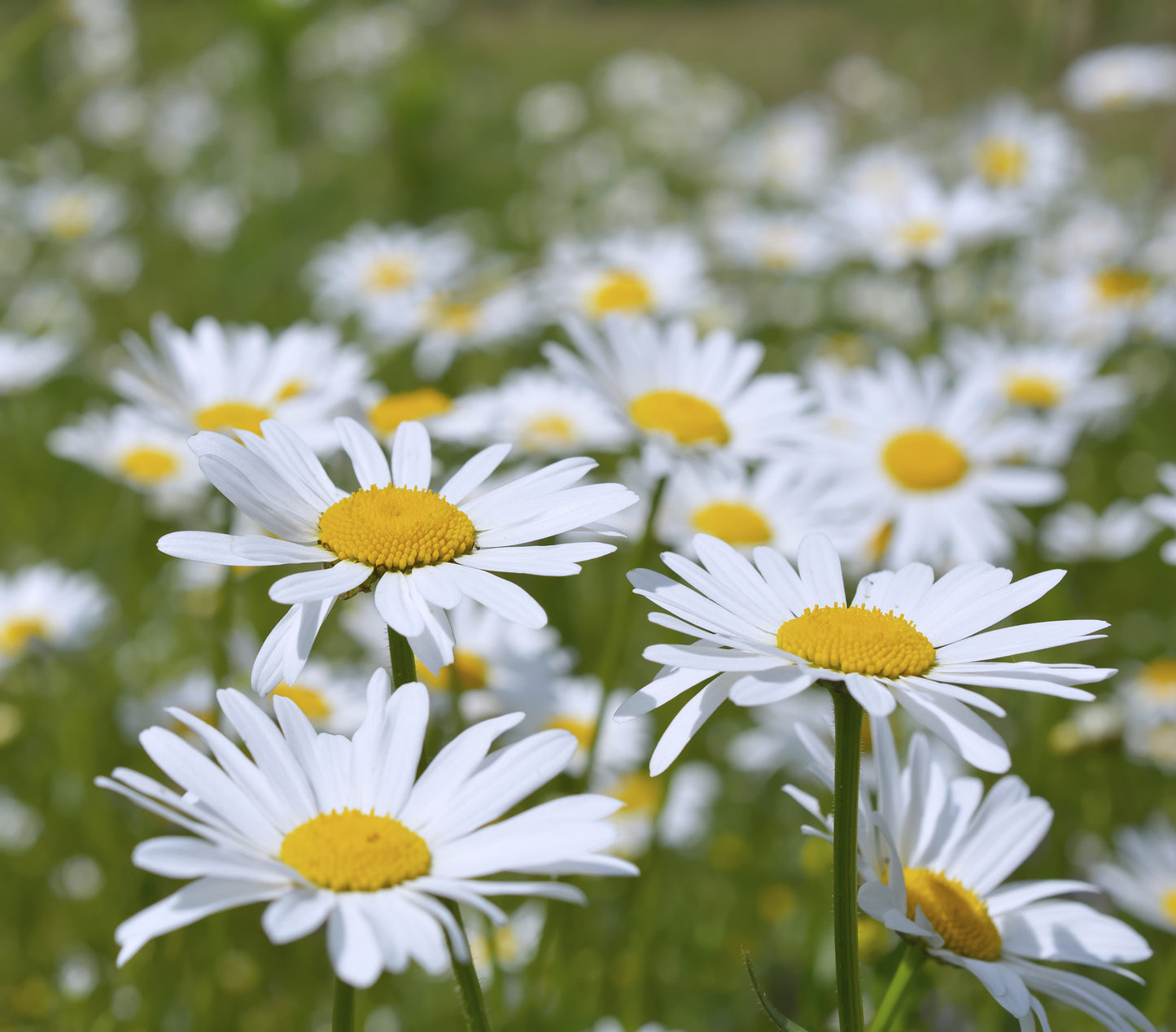 Wild Flower Oxeye Daisy Leucanthemum vulgare Seeds