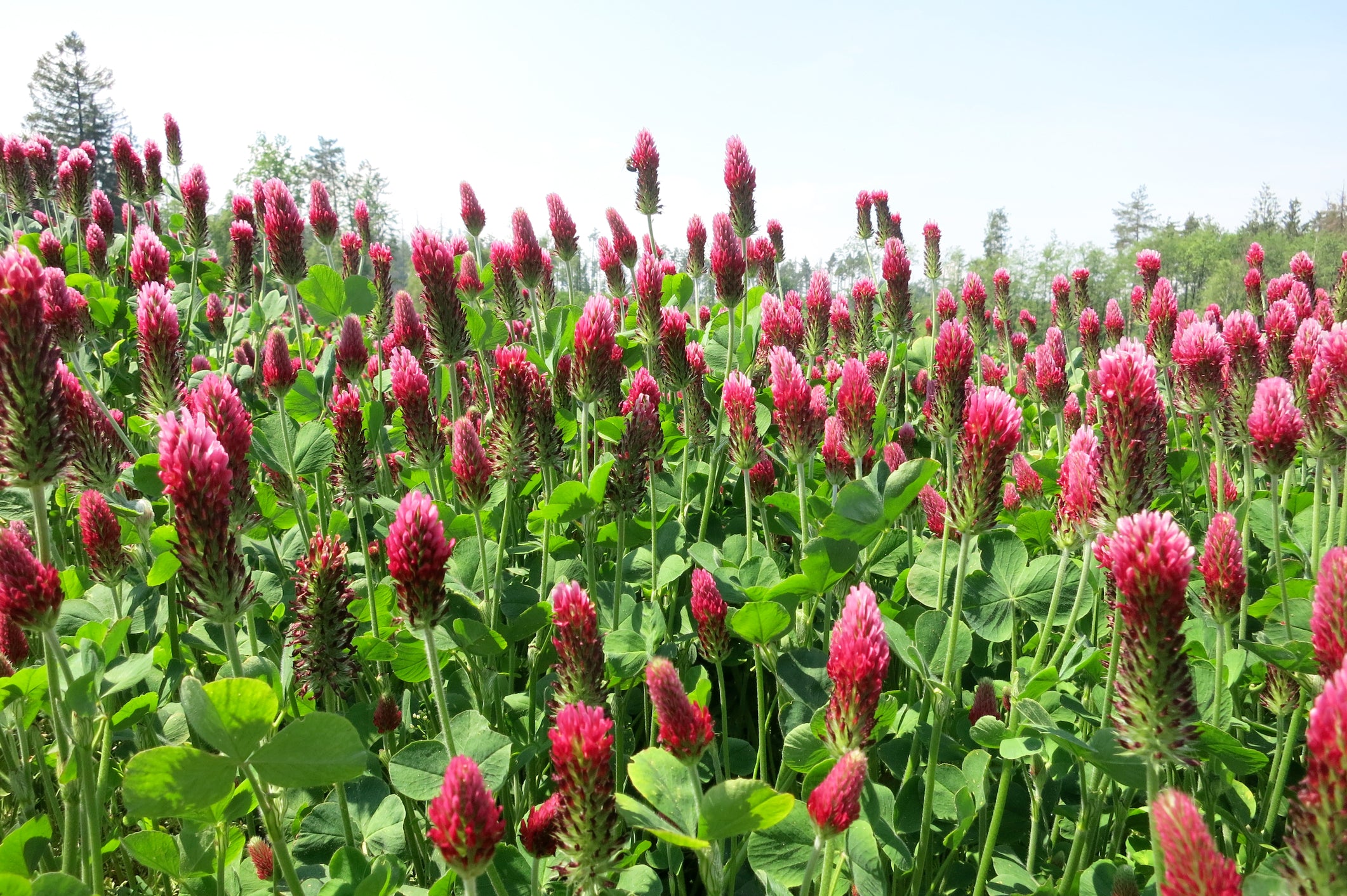 Green Manure Crimson Clover Trifolium Pratense Seeds – JustSeed