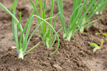 Spring Onion White Lisbon Winter Hardy Seeds