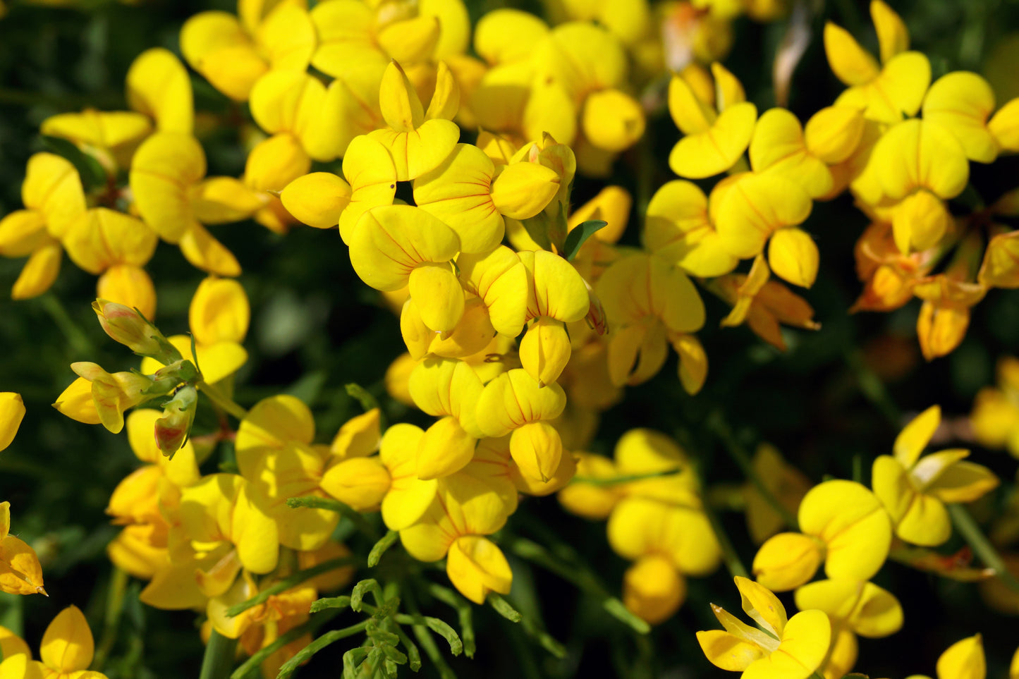 Birdsfoot Trefoil - Lotus corniculatus Seeds