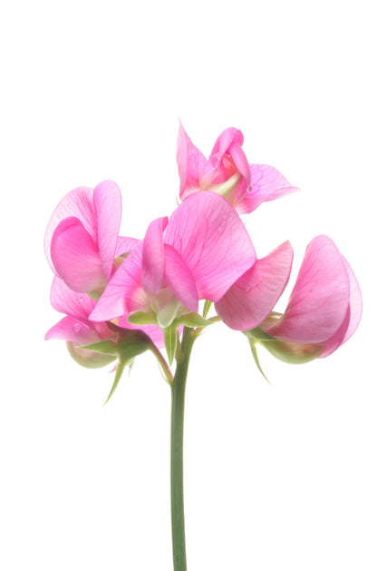 Sweet Pea Heaven Scent Mixed Seeds