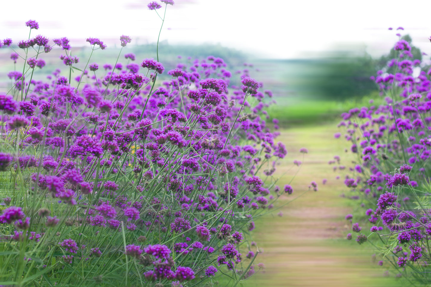 Verbena bonariensis Seeds