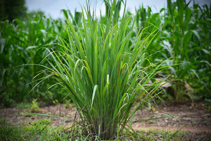 Lemon Grass Seeds - Cymbopogon flexuosus