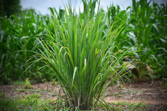 Lemon Grass Seeds - Cymbopogon flexuosus