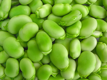 Broad Bean Aquadulce Claudia Seeds