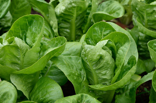 Suffolk Herbs Organic Lettuce Maureen (Little Gem Type) Seeds