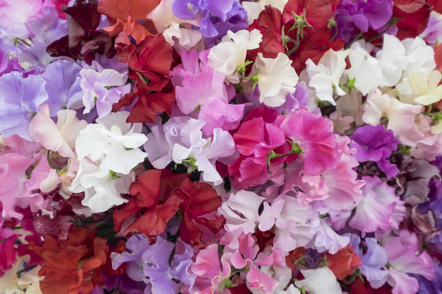 Sweet Pea Galaxy Seeds