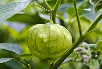 Tomatillo Verde Seeds