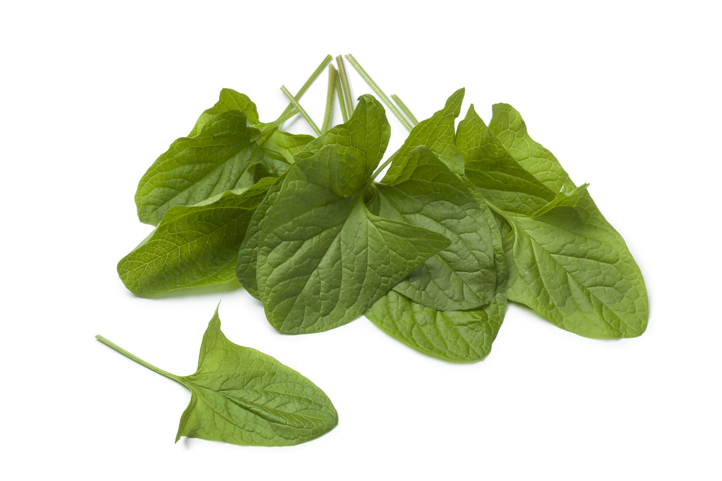 Good King Henry Seeds – Perennial Spinach & Poor Man’s Asparagus