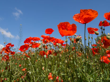 Red Field (Flanders) Poppy Seeds