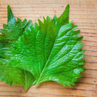 Perilla Shiso Green Seeds