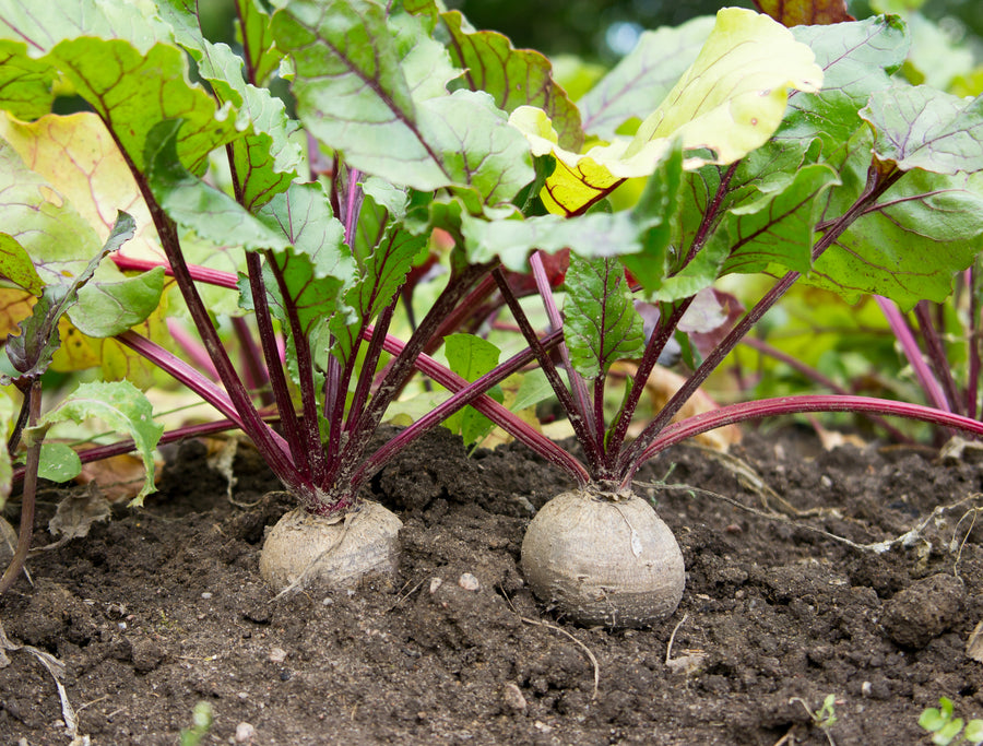 How to Grow Beetroot