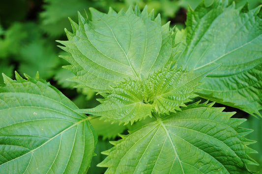 Perilla Shiso Green Seeds