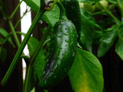 Pepper Jalapeno M Seeds