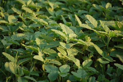 Amaranth Green Giant Seeds – Leafy Vegetable Variety
