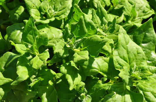 Kings Seeds Spinach New Zealand 50 Seeds