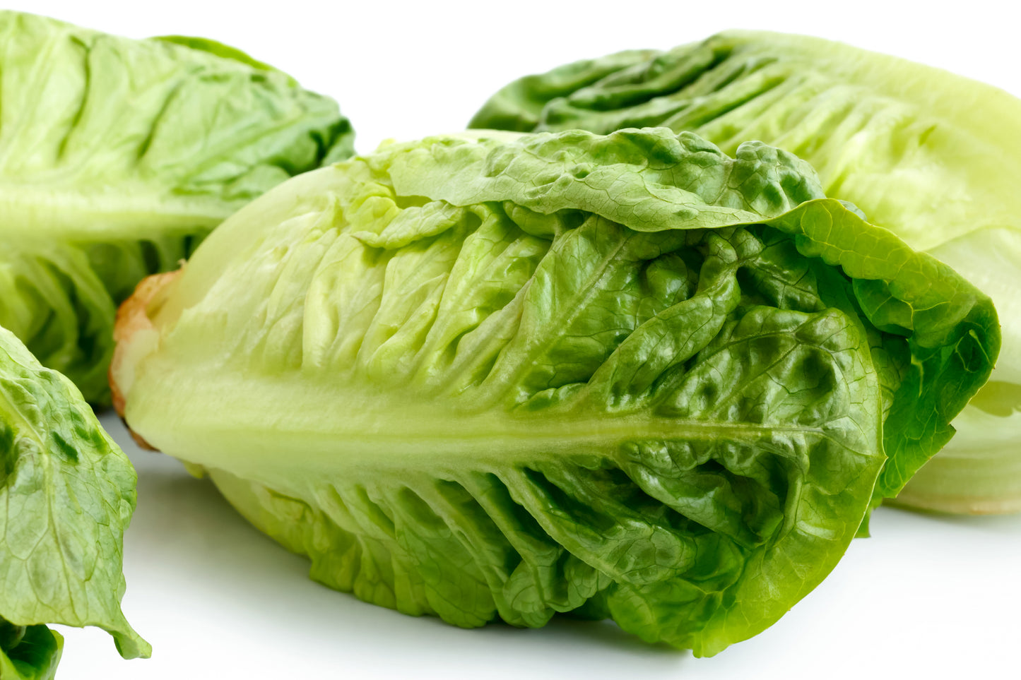 Lettuce Little Gem Seeds
