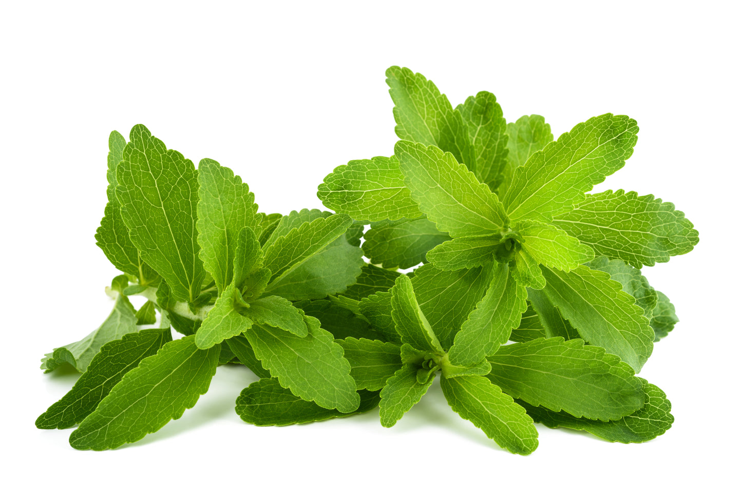 Stevia revaudiana - Sweet Herb Sugar Plant Seeds