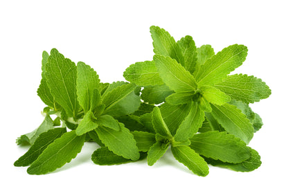 Stevia revaudiana - Sweet Herb Sugar Plant Seeds