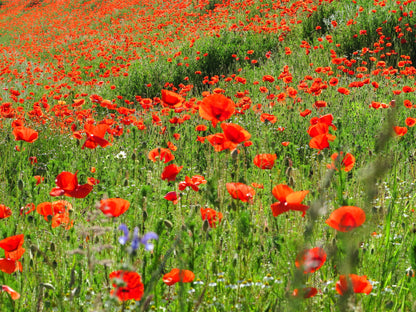 Red Field (Flanders) Poppy Seeds