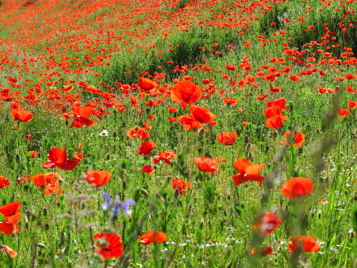 How to Grow Wild Poppy