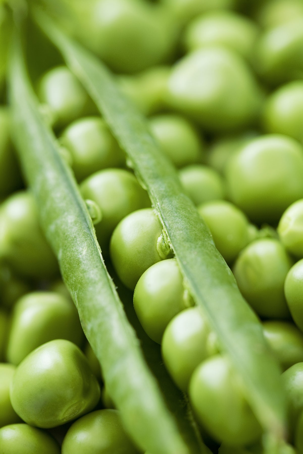Pea Alderman Seeds