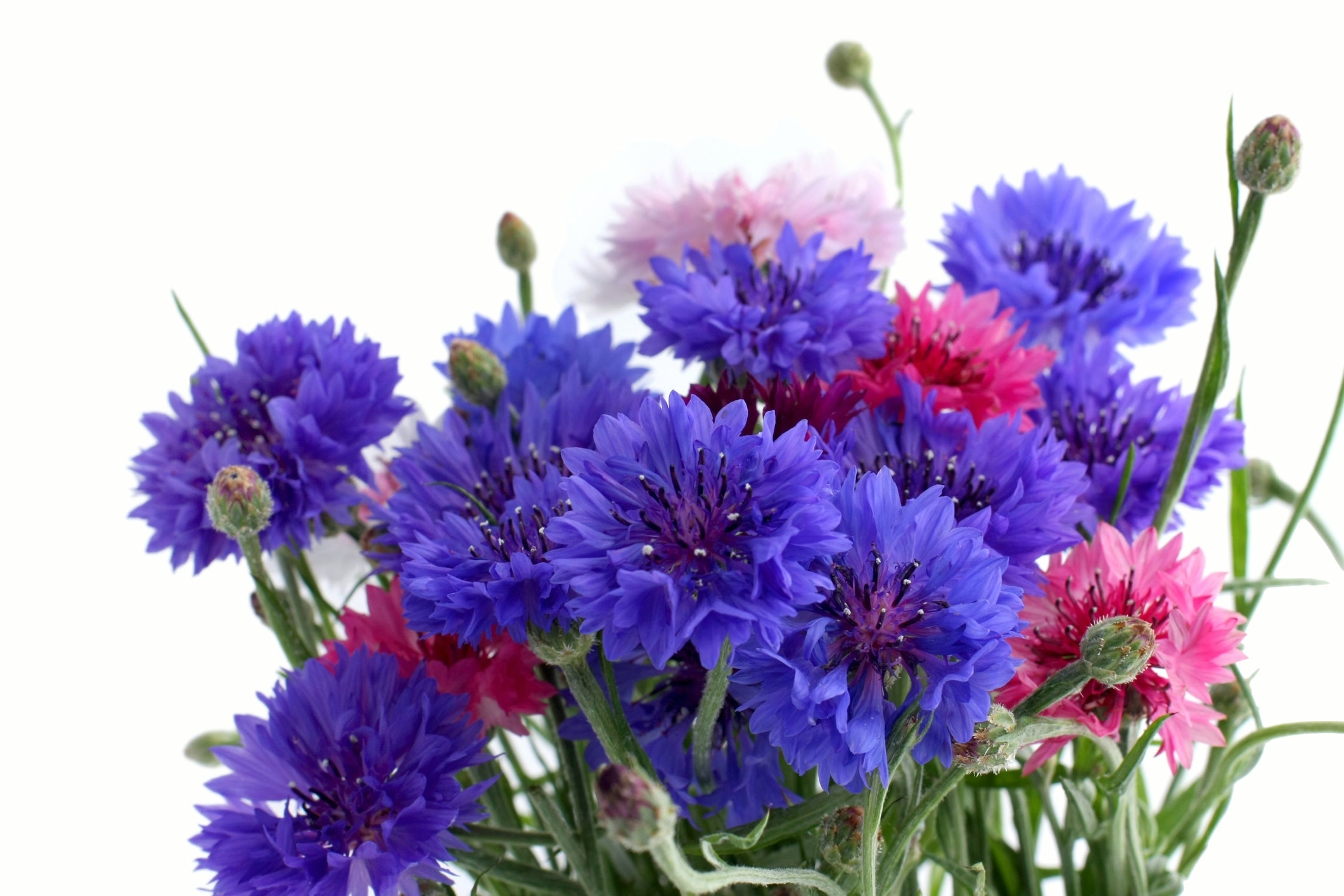 Cornflower Polka Dot Mixed Seeds – JustSeed