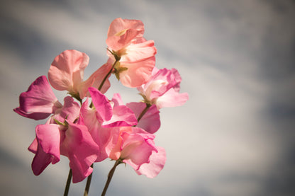 Sweet Pea Heaven Scent Mixed Seeds