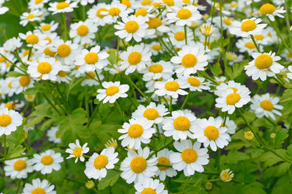 Green Feverfew Seeds