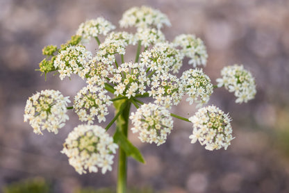 Cow Parsley Anthriscus Sylvestris Seeds