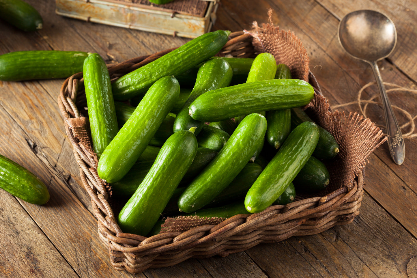 Cucumber Mini Munch F1 Hybrid Seeds