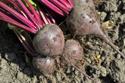 Beetroot Boltardy Seeds