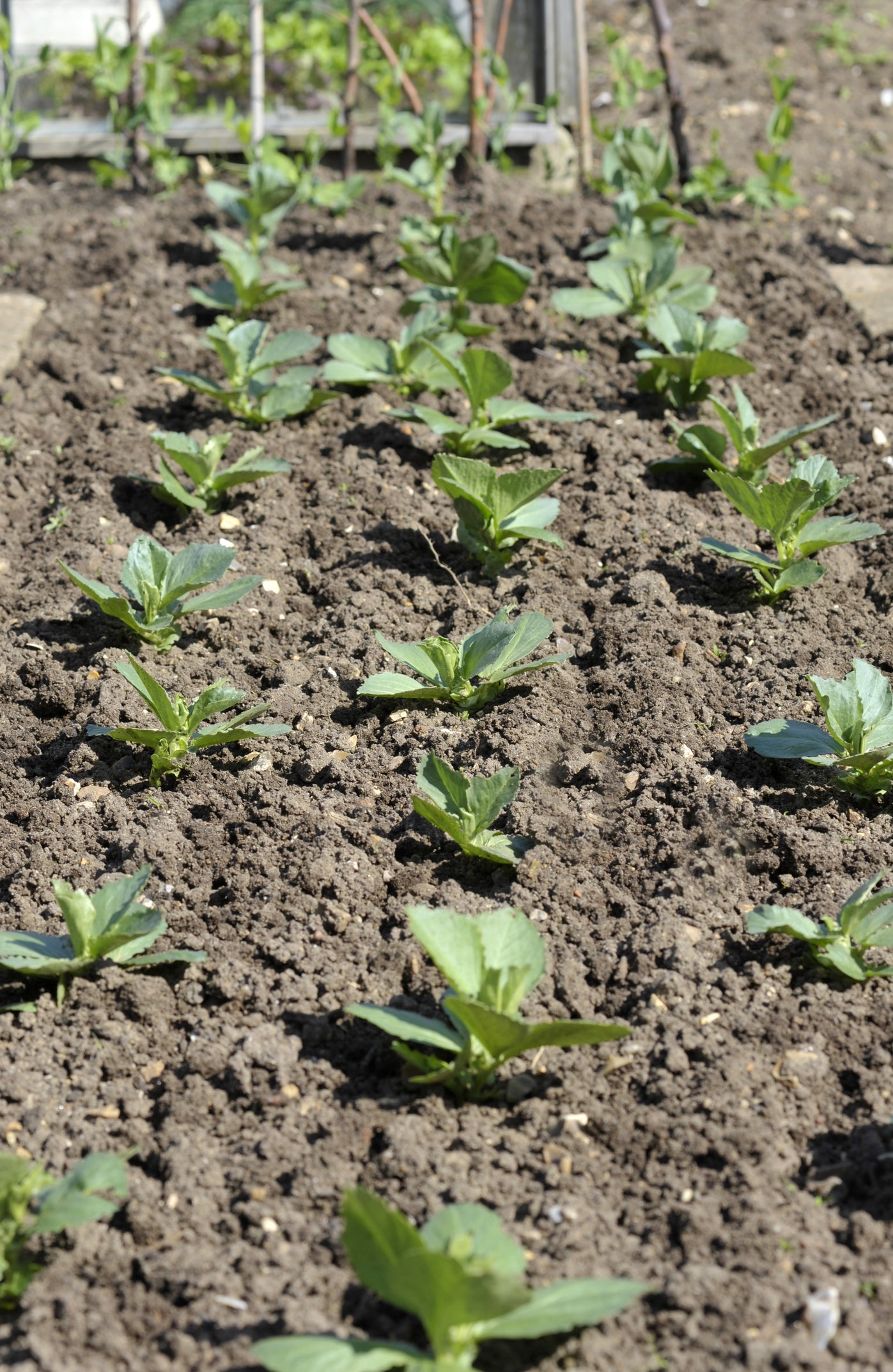 Broad Bean Bunyards Exhibition Seeds