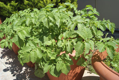 Seed Potatoes British Queen – Second Early (8 Tubers)