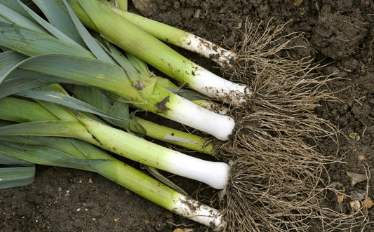 Leek Blue de Solaise Seeds