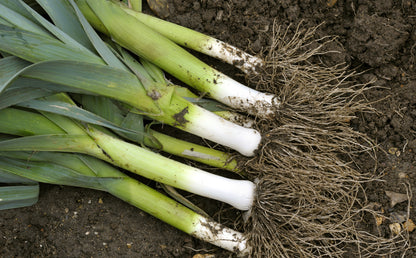 Leek Musselburgh Seeds