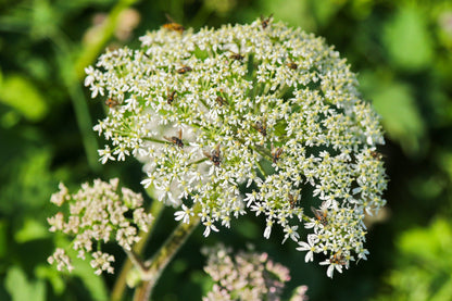 Cow Parsley Anthriscus Sylvestris Seeds