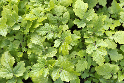 Green Manure White Mustard Seeds