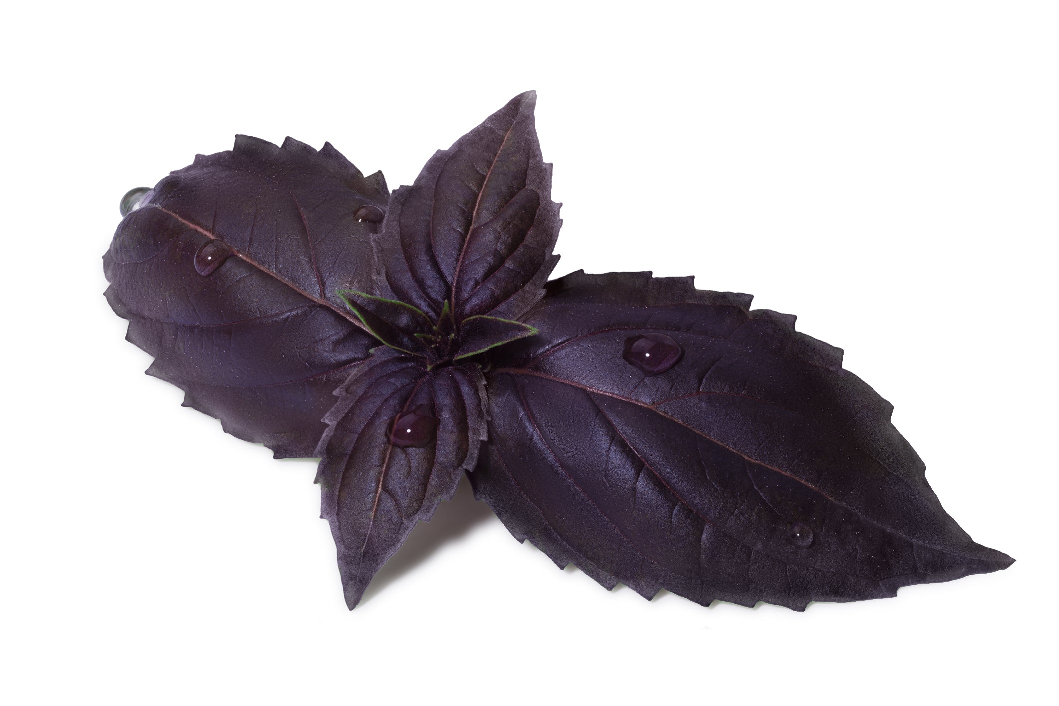 Purple Ruffels Basil Purple Ruffles Seeds – JustSeed