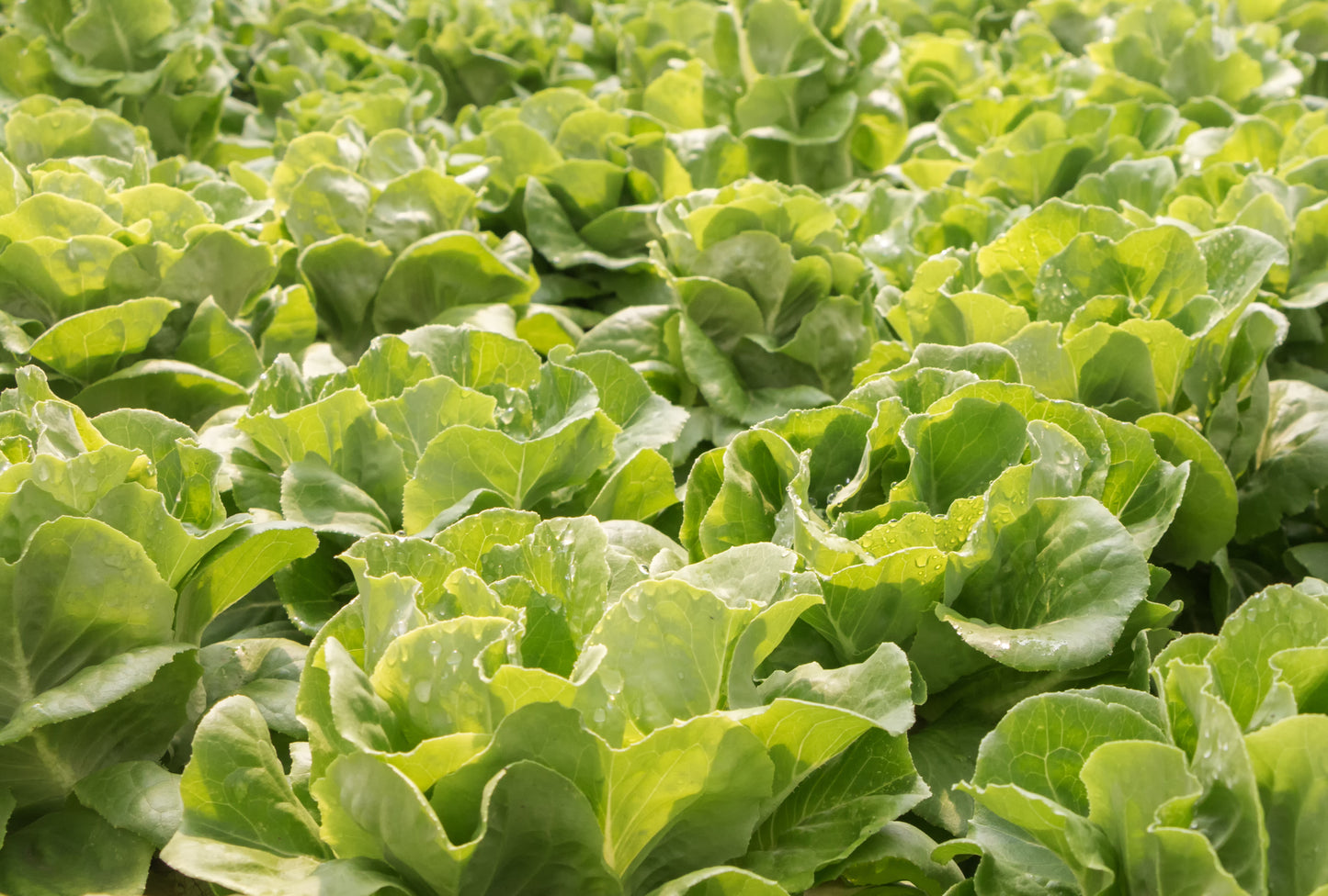 Lettuce Winter Arctic King Seeds